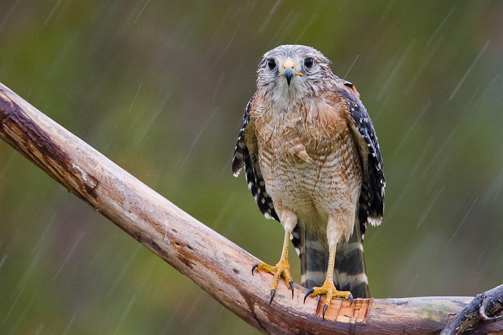 Rotschulterbussard Buteo lineatus Red-Shouldered Hawk
